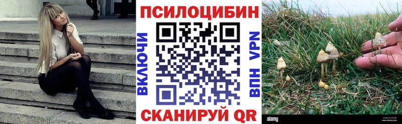 OMG как зайти  Железногорск  Псилоцибиновые грибы Psilocybe  как найти закладки 